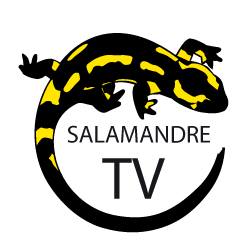 salamandre